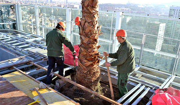 Jardineros plantan una palmera en una cubierta inclinada