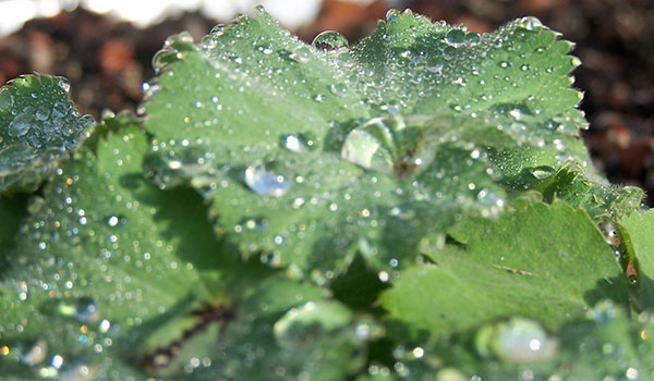 Gotas en las hojas